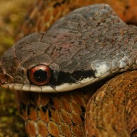 Rhabdophis ceylonensis Gunther, 1858